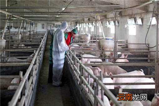 2020年养猪前景如何？这5个利弊要考虑好！养猪户建议收藏！