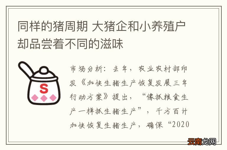 同样的猪周期 大猪企和小养殖户却品尝着不同的滋味