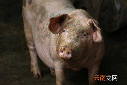 仔猪、饲料价格是多少？生猪行情怎么样？未来猪价会如何？