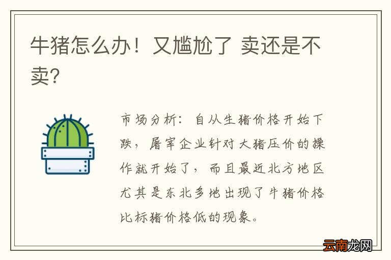 牛猪怎么办！又尴尬了 卖还是不卖？