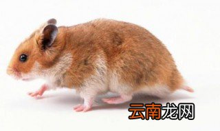 子孙满堂的生肖 子孙满堂是指什么生肖