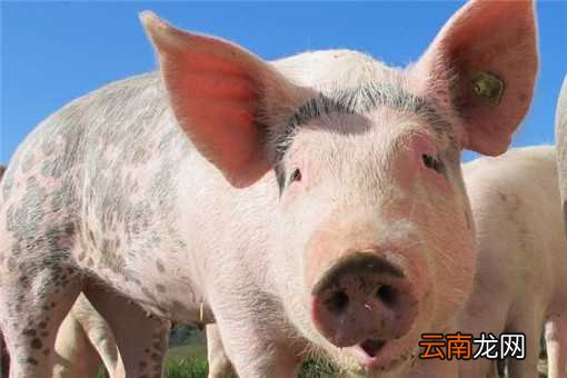 仔猪、饲料价格走高！2020生猪行情走势如何？