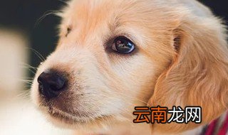 属狗几月生最好 很多人都不知道