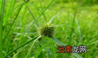 香附子介绍 香附子的简介