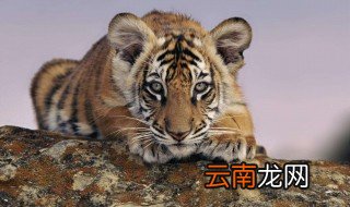 虎和什么生肖最配 是因为什么