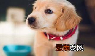 1994属狗几月出生最好 为你解答