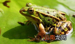 青蛙可以养殖吗 需要注意什么