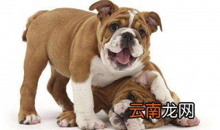 1994年属狗是什么命 1994年出生的属狗人一生运程如何