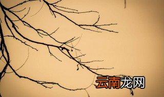 丫枝的意思 大家可以了解一下