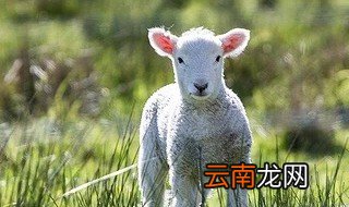 属羊男几月出生最好 命理解析
