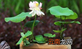 盆莲的养殖方法 盆莲的养护要点