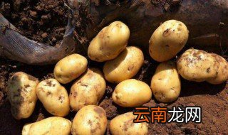 土豆能晒干储存吗 方法教给大家