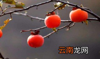 柿子的诗句 柿子是什么来的