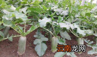 沙窝萝卜产地 沙窝萝卜特点