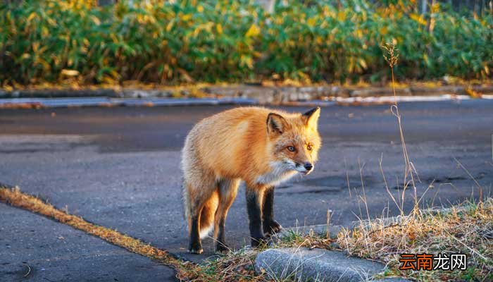狼王梦道理和启示 狼王梦的道理启发