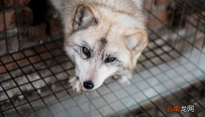狼王梦道理和启示 狼王梦的道理启发