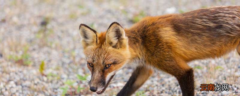狼王梦道理和启示 狼王梦的道理启发