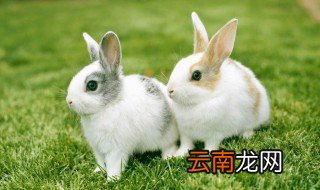 属兔最不和的属相 属兔的人和什么属相最不搭