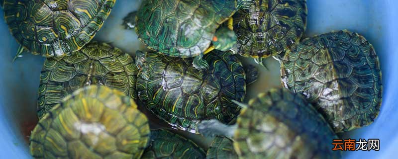 描写小乌龟的动作描写片段 描写乌龟动作的段落