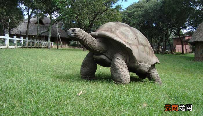 描写小乌龟的动作描写片段 描写乌龟动作的段落