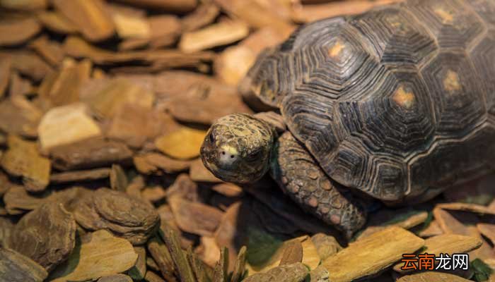 描写小乌龟的动作描写片段 描写乌龟动作的段落