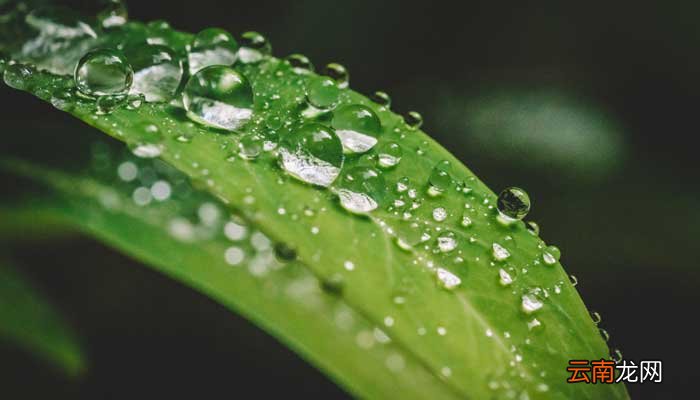 异面叶名词解释 异面叶名词解释植物学