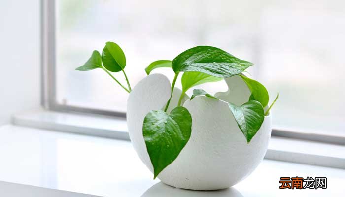 异面叶名词解释 异面叶名词解释植物学