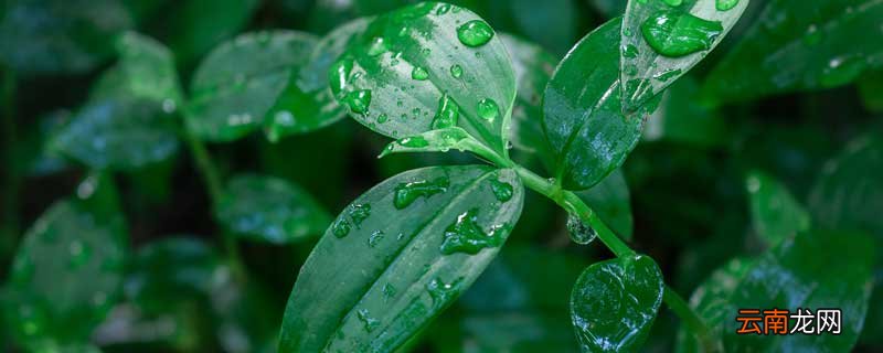 异面叶名词解释 异面叶名词解释植物学