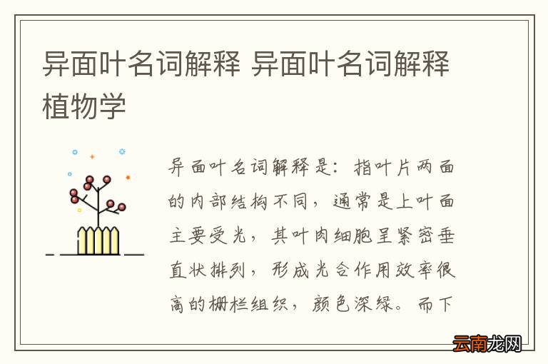 异面叶名词解释 异面叶名词解释植物学