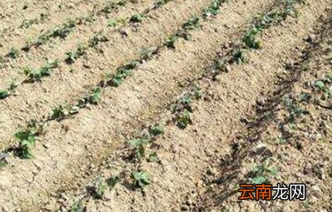 凉薯育苗方法