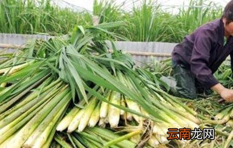 茭白的采收要点