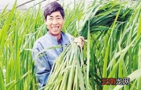茭白的采收要点