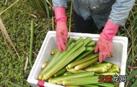 茭白的采收要点