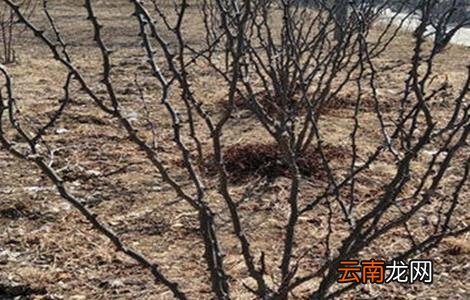 花椒冻害成因及预防措施