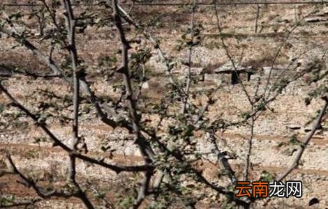 花椒冻害成因及预防措施