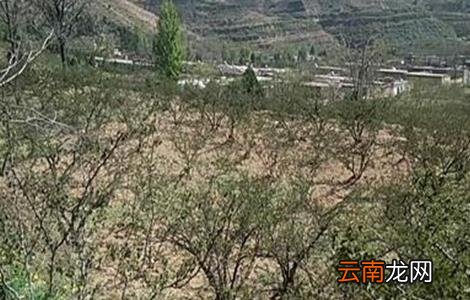 花椒冻害成因及预防措施