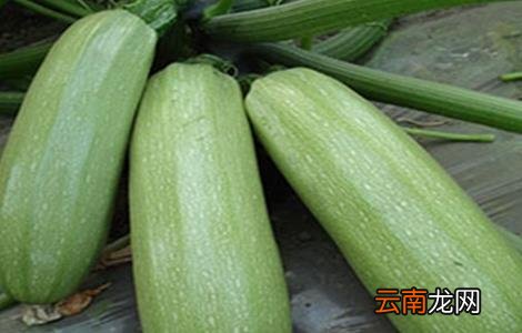 西葫芦畸形瓜防治方法