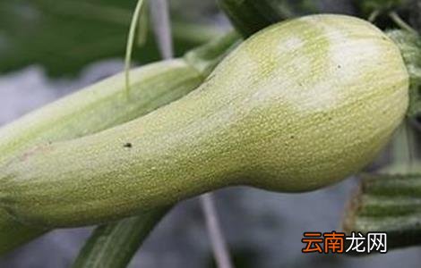 西葫芦畸形瓜防治方法