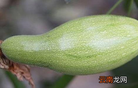 西葫芦畸形瓜防治方法