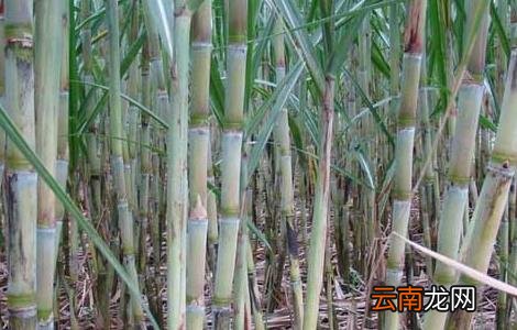 甘蔗正确的施肥方法