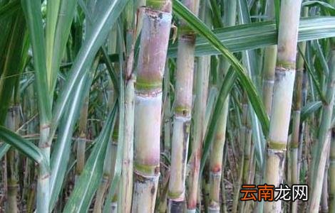 甘蔗正确的施肥方法