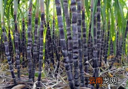 甘蔗正确的施肥方法