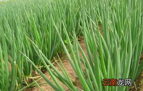大葱高温时期的管理方法