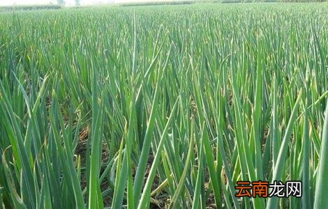 大葱高温时期的管理方法