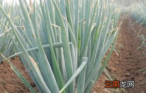 大葱高温时期的管理方法