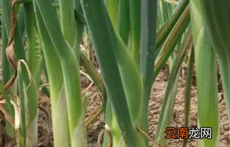 大葱高温时期的管理方法