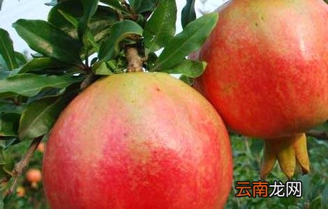 石榴什么时候成熟？