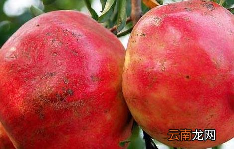 石榴什么时候成熟？