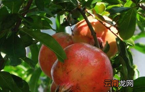 石榴什么时候成熟？