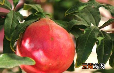 石榴什么时候成熟？
